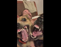 Collab Clips mpugc - Two dogs yawn in unison