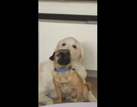 Dog licks the back of the head of another dog