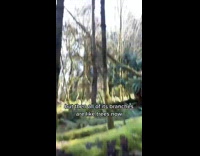 Man Shows Grown Trees on Fallen Tree