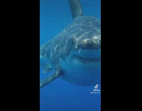 Guy throws up gang sign sharks leave