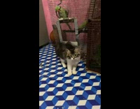 Person poke and spook kitten beside bird cage