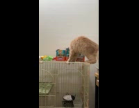 Cat climbs over cage to get treats