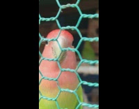 Green bird faces the camera in close up