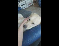 Person petting labrador dog lay on sofa