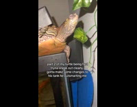 Collab Clips MPUGC - Turtle tries to escape tank