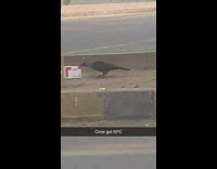 Crow tries to open the KFC box