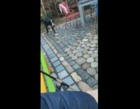 Pet dog approaches owner with a ball in its mouth