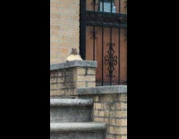 Squirrel sitting in apartment entrance nibbling on a piece of bread 