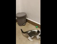 Black white kitten inside grey trash can 