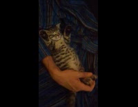 Collab PLC - Kitten sleeping with paws up on the arms of man wearing blue striped robed