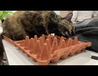 Brown cat chews on egg carton slomo 