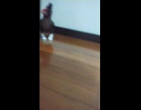 Chicken wear dog shoes walks funny floor