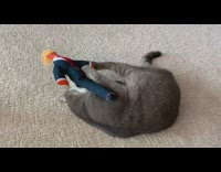 Cat plays, wrestles, and bites trump doll 