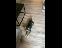 Dog falls while doing tricks for treats