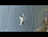 Seagull float water eat leftover chicken meat 