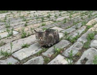 Grey brown cat lays down stone bells