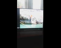 Man shows foster dog watch pet videos