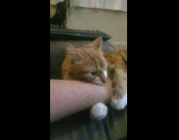 Pet cat grabs owners arm with an open mouth and bites it