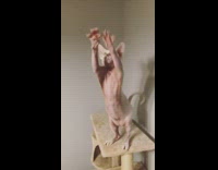 Naked sphyx cat stands  begs brown tower