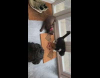 Dog meets cat first time and barks
