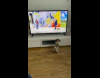 Pug amused with dog on weather report