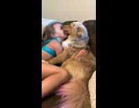 Brown dog kisses licks little girl couch