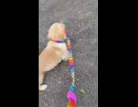 Golden retriever puppy bites leash on walk