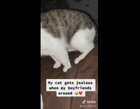 Cat hanging onto girls sleeve jacket red.