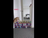 Orange cat jumps over cans blocking doorway