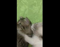 Cat grooms other cat on green blanket 