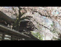 Cherry blossom tree petals fly around wind