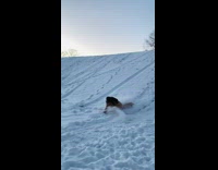 Brown jacket girl falls off sled fail
