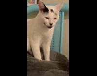 Cat stick tongue out and lick movement