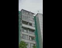 Seagulls get fed from apartment 