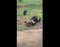 Large dog and puppy grass purple toy
