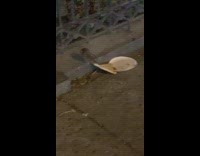 Small rat pulls and drags a leftover pizza