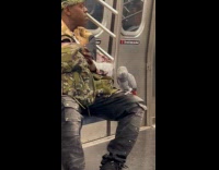 Guy ride train gray parrot on leg