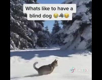 Blind husky wolf dog runs into house 