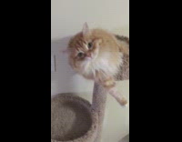 Guy give cat on tower a high five