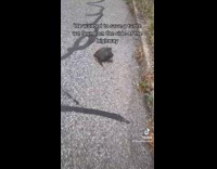 Girls feed water and try to save it on side of road