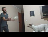 Collab DailyDoseOfInternet - Dog play and head bump ball to owner