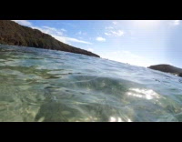 Hawaiian monk seal swims up to couple