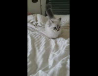 Grey and white kitten walks across bed