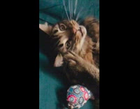 Grey cat scratches itself blue blanket