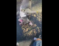 Dog backflips on trampoline