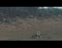 Lone lion roar afternoon Africa ground windy
