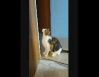 Cat sits looks jumps up blue wall 