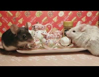 Two pet mice on a tea party with Nescafe Gold