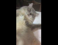 Cat on chair scratches owner 