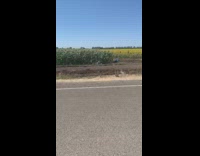 People take photos in sunflower field car